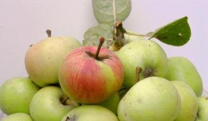 Jablečný sirup | recept na šťávu od Kajdy