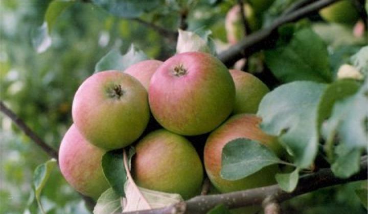 Přesnídávka z jablek | recept od Kajdy