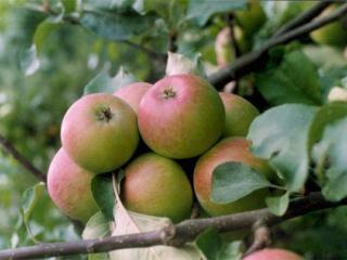 Přesnídávka z jablek | recept od Kajdy