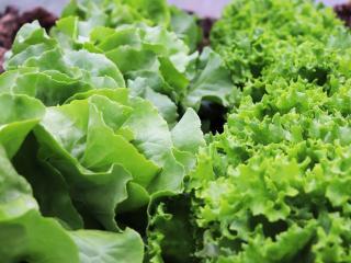 Jak se vyznat v zelených listových salátech – 2. díl | rady a tipy